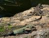 lascivious water dragon