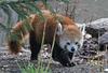 Red Panda (Ailurus fulgens)