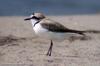 흰물떼새 Charadrius alexandrinus (Snowy Plover, Kentish Plover)