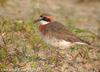 왕눈물떼새 Charadrius mongolus (Mongolian Plover, Lesser Sand Plover)