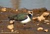 댕기물떼새 Vanellus vanellus (Northern Lapwing)