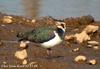 댕기물떼새 Vanellus vanellus (Northern Lapwing)