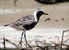 개꿩 Pluvialis squatarola (Grey Plover)