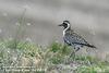 검은가슴물떼새 Pluvialis fulva (Pacific Golden Plover)