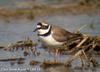 꼬마물떼새 Charadrius dubius (Little Ringed Plover)