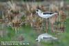 장다리물떼새 Himantopus himantopus (Black-winged Stilt)