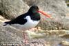 검은머리물떼새 Haematopus ostralegus (Eurasian Oystercatcher)