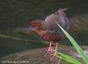 쇠뜸부기사촌 Porzana fusca (Ruddy-breasted Crake)