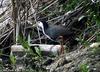 흰배뜸부기 Amaurornis phoenicurus (White-breasted Waterhen)