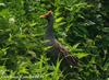 뜸부기 Gallicrex cinerea (Watercock)