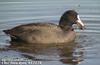 물닭 Fulica atra (Eurasian Coot)