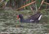 쇠물닭 Gallinula chloropus (Common Moorhen, Common Gallinule)