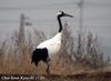 두루미 Grus japonensis (Red-crowned Crane)