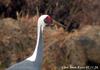 재두루미 Grus vipio (White-naped Crane)