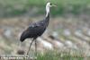 흑두루미 Grus monacha (Hooded Crane)