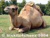 Camel