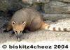 Coati