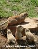 Prairie Dogs