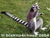 Ringtail Lemur