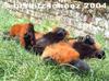 Red Ruffed Lemurs -- red ruffed lemur (Varecia rubra)