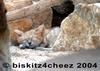 Arabian Sand Cat