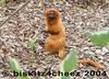 Golden Lion Tamarin