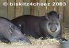 Tapirs