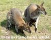 Wallabies