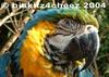 Macaw - blue-and-gold macaw (Ara ararauna)
