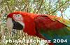 Macaw