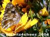 Marbled White butterfly