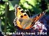 Small Tortoiseshell butterfly