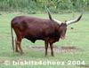 Ankole