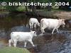 White cattle crossing stream