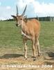 Eland