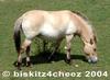 Przewalski's Horse