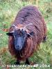 Not a Ram