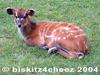 Sitatunga