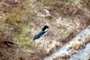 까치 Pica pica (Black-billed Magpie)