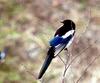 Pica pica (Black-billed Magpie)