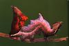 (MikeH SFF Nature) [02/20] Pebble Prominent Moth caterpillar (Notodonta ziczac)