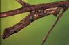 (MikeH SFF Nature) [03/20] Caterpillar
