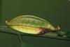 (MikeH SFF Nature) [04/20] Caterpillar