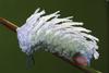 (MikeH SFF Nature) [06/20] Giant Atlas Moth Caterpillar (Attacus atlas)