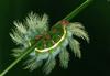 (MikeH SFF Nature) [07/20] Moth Caterpillar (Automeris chacona)