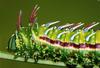 (MikeH SFF Nature) [08/20] Moth Caterpillar (Syssphinx mexicana)