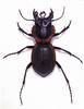 (MikeH SFF Nature) [09/20] Beetle