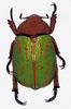 (MikeH SFF Nature) [12/20] Beetle