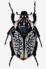 (MikeH SFF Nature) [13/20] Beetle