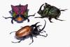 (MikeH SFF Nature) [20/20] Beetles